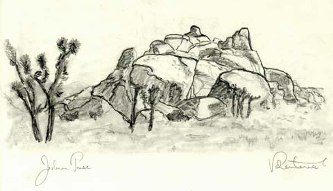 Joshua Tree Drawing